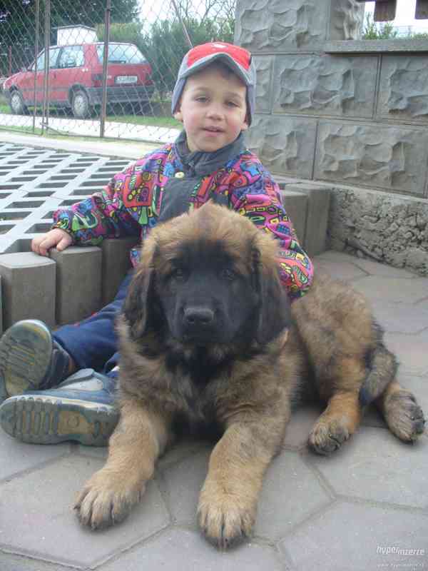 LEONBERGER s PP - k odběru  IHNED - foto 6