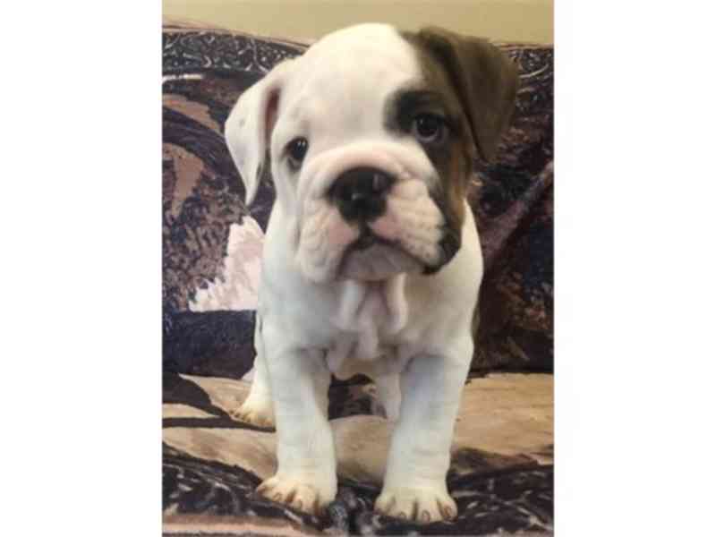 Akc English Bulldog pups - foto 2