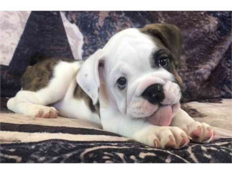 Akc English Bulldog pups