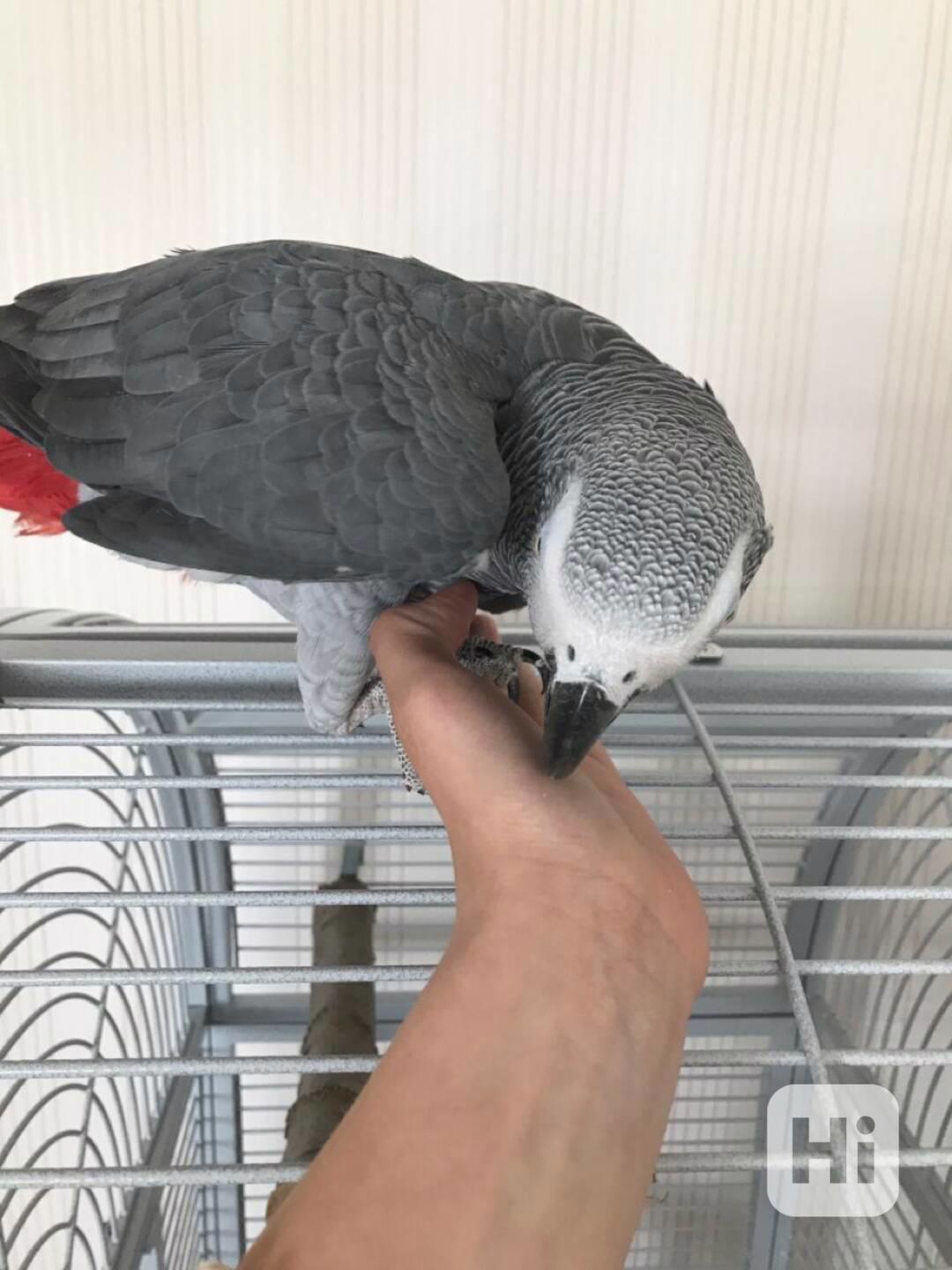 Pár afrických šedých papoušků - foto 1