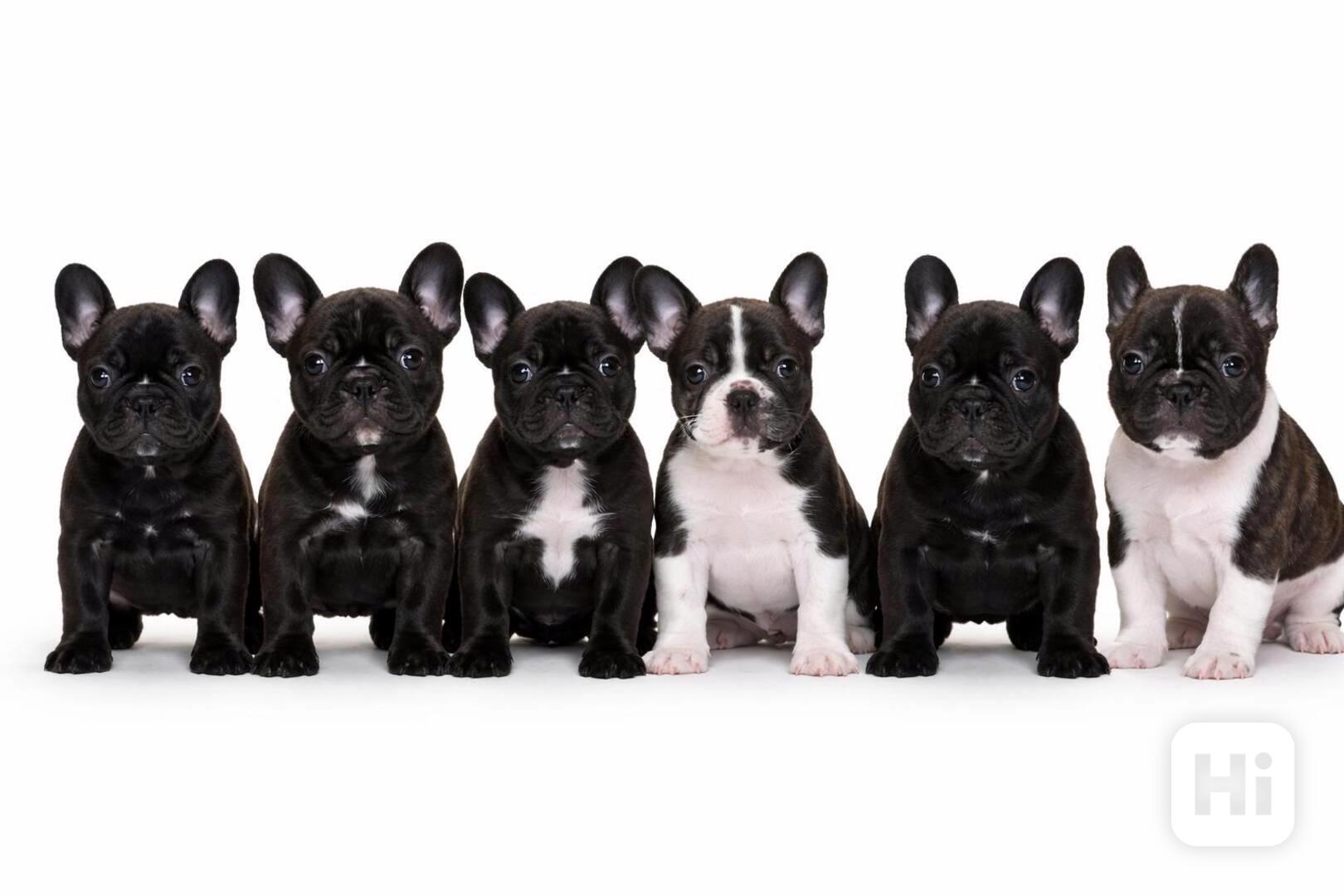 Francouzský buldoček s PP FCI  - foto 1