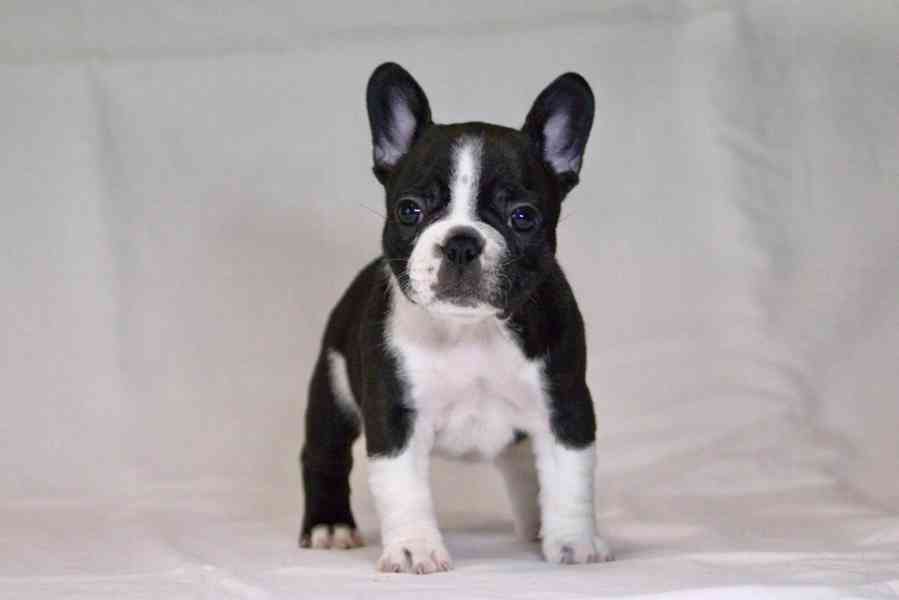 Francouzský buldoček s PP FCI  - foto 3