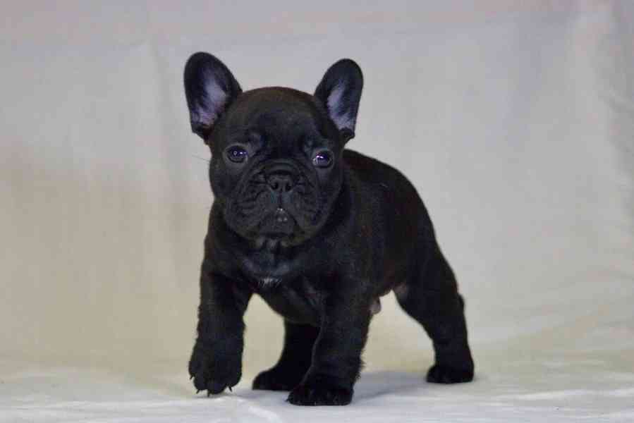 Francouzský buldoček s PP FCI  - foto 2