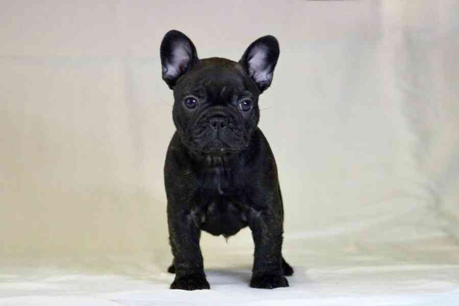 Francouzský buldoček s PP FCI  - foto 7