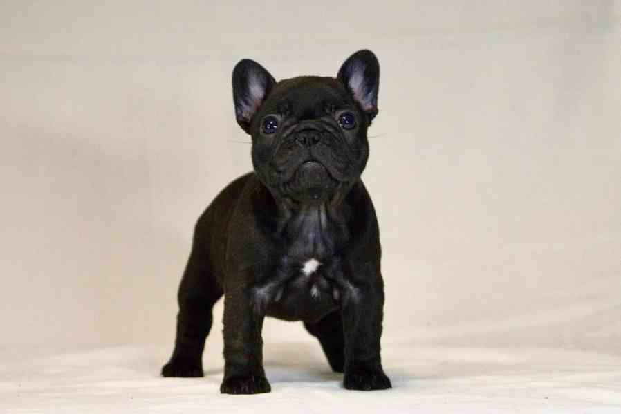 Francouzský buldoček s PP FCI  - foto 5