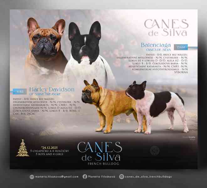 Francouzský buldoček s PP FCI  - foto 9