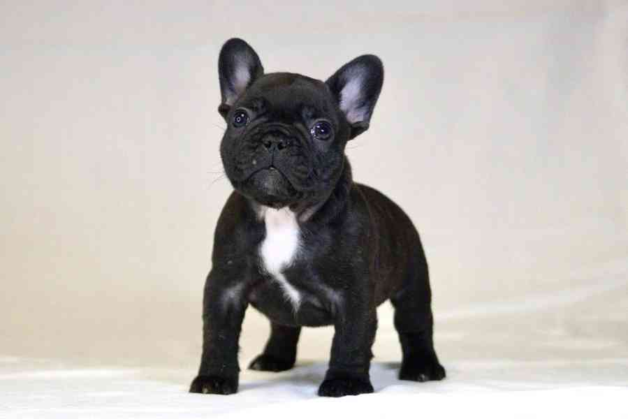 Francouzský buldoček s PP FCI  - foto 8