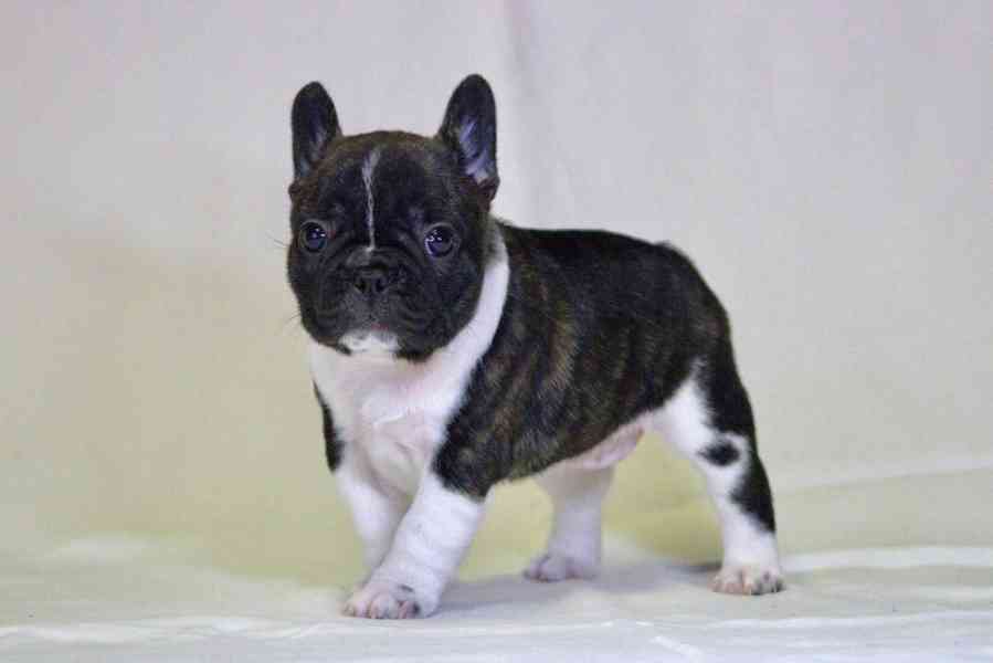 Francouzský buldoček s PP FCI  - foto 4