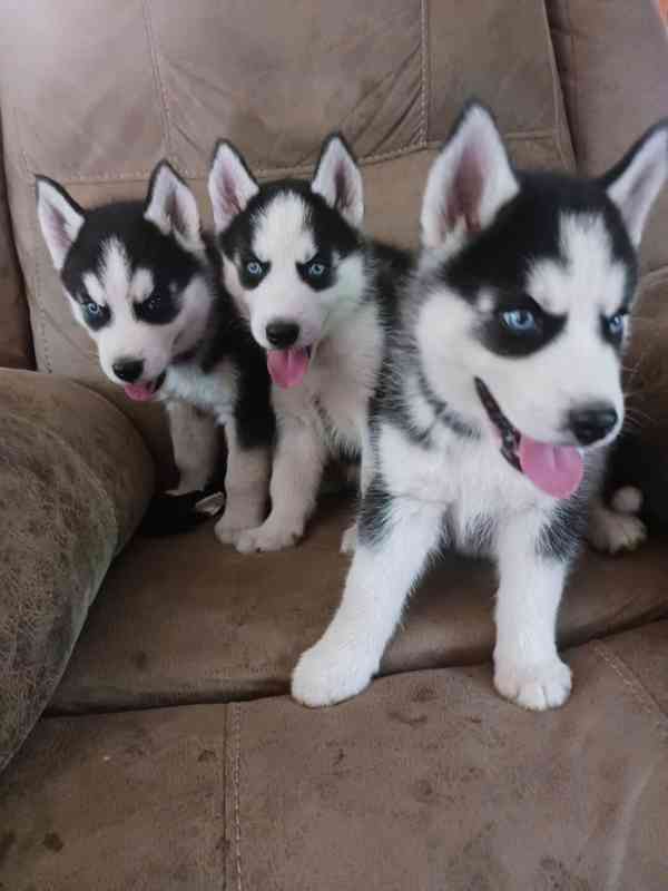 Zdarma dárek štěňata sibiřského huskyho k adopci   - foto 1