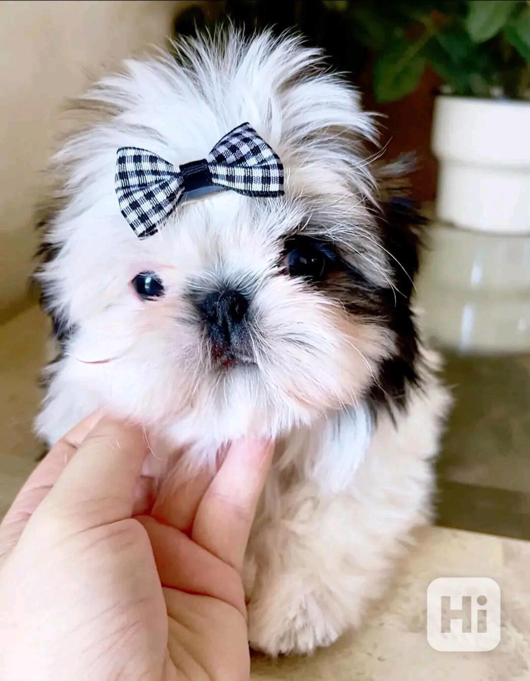 Dárek štěňátka shih tzu k adopci zdarma   - foto 1