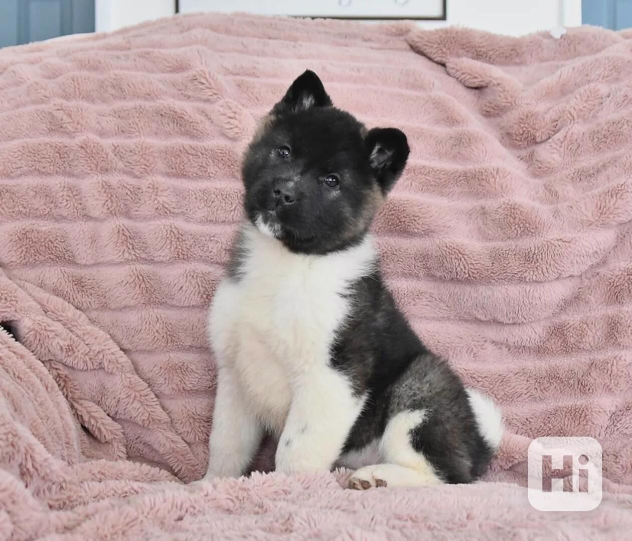 Štěňata Akita - foto 1