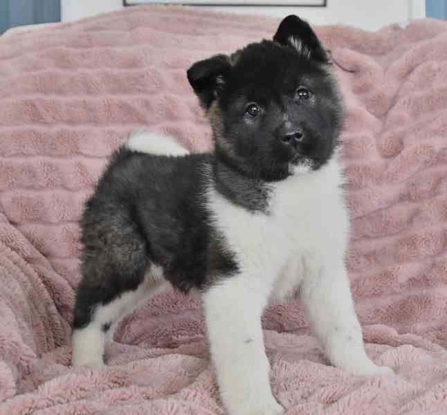Štěňata Akita - foto 2