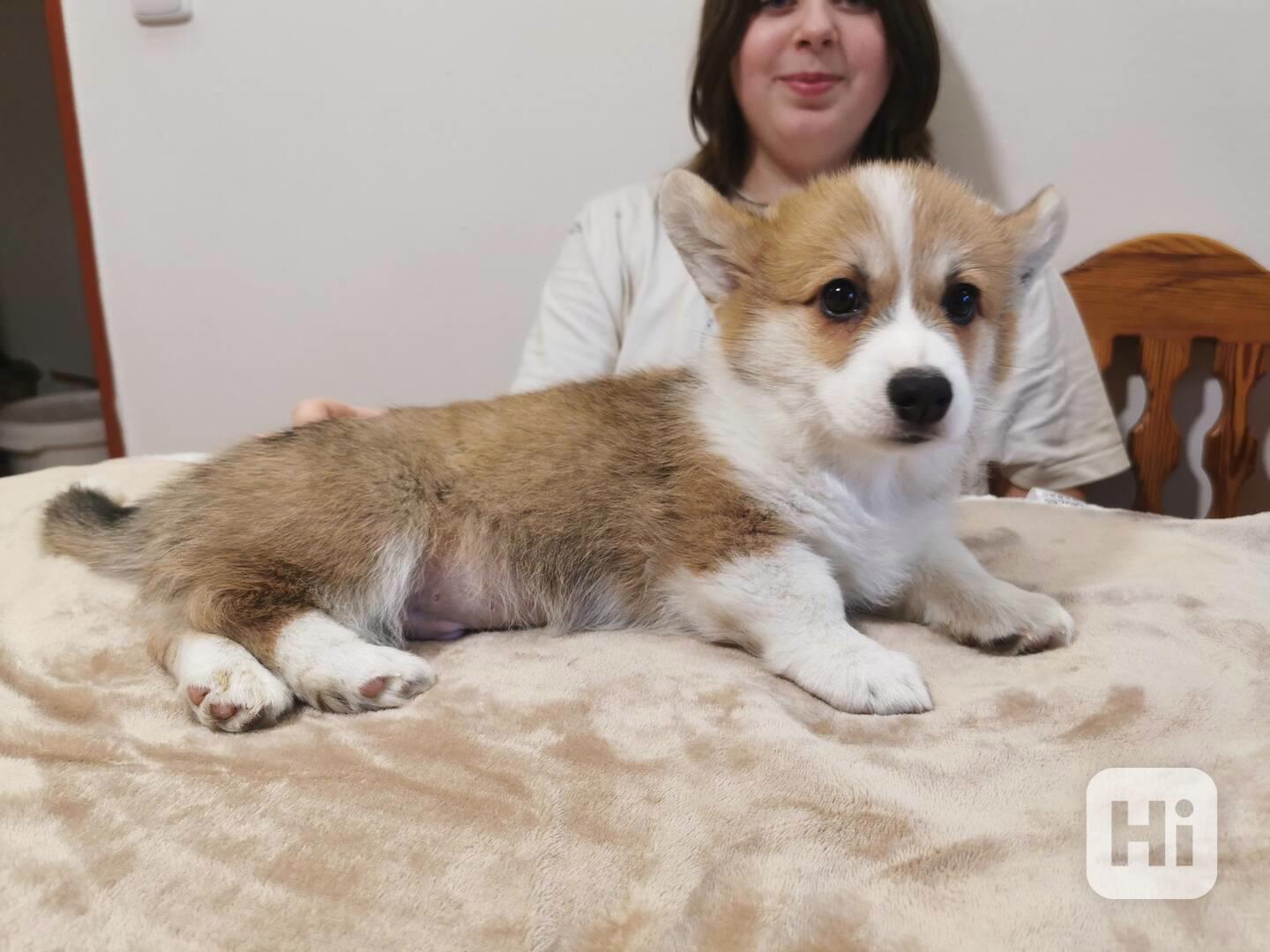 Welsh corgi pembroke- štěně - foto 1