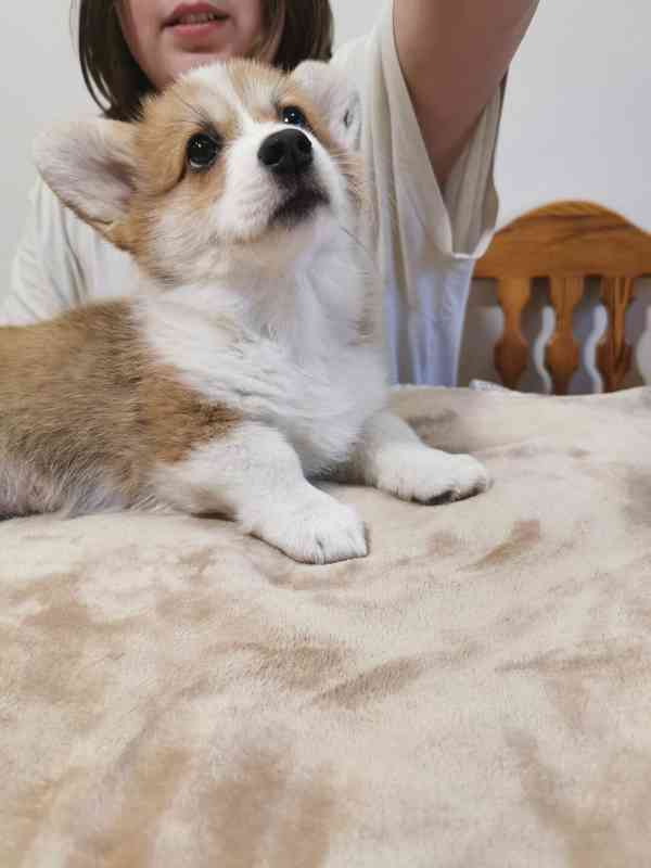 Welsh corgi pembroke- štěně - foto 3