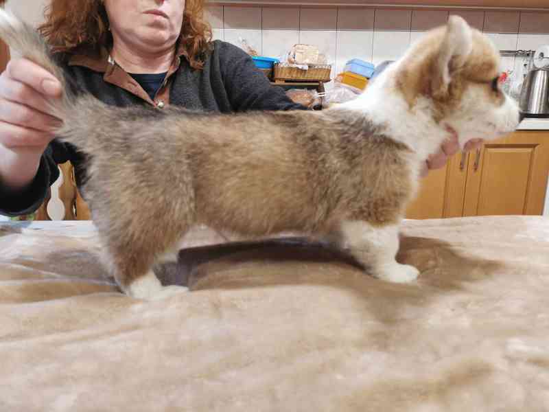 Welsh corgi pembroke- štěně - foto 4