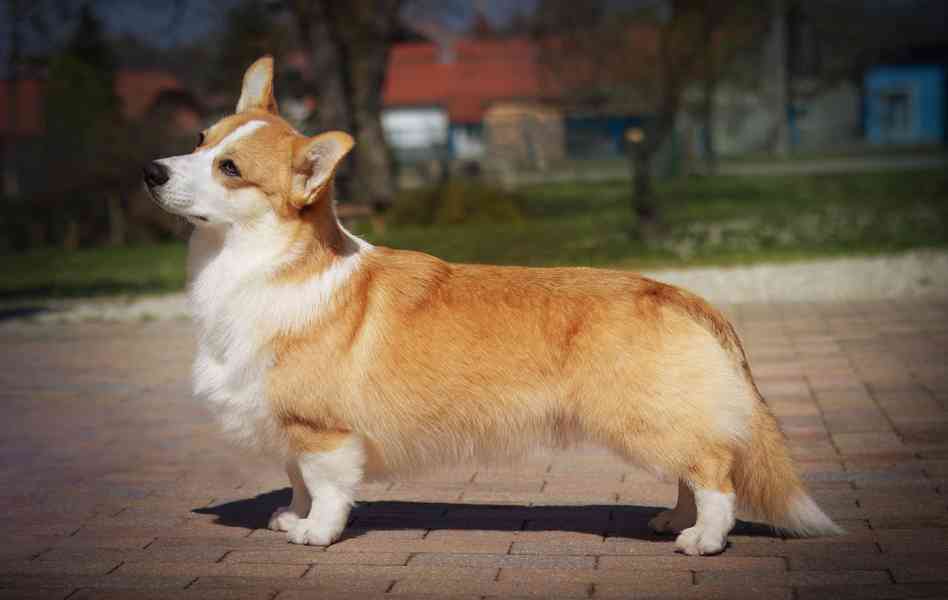 Welsh corgi pembroke- štěně - foto 5
