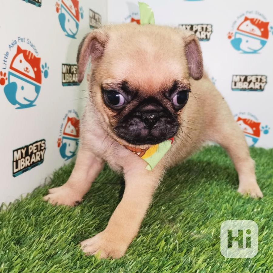přátelská štěňata mopsů k adopci - foto 1