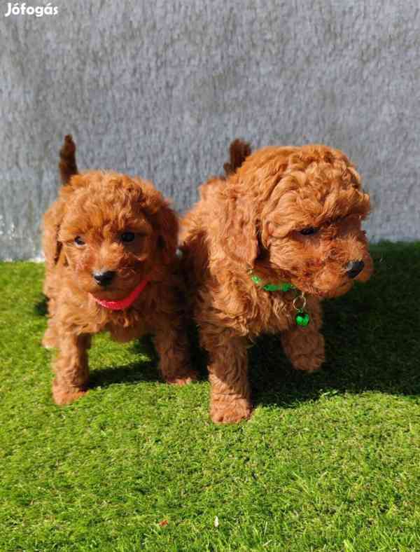 Štěně hravého pudla - foto 1