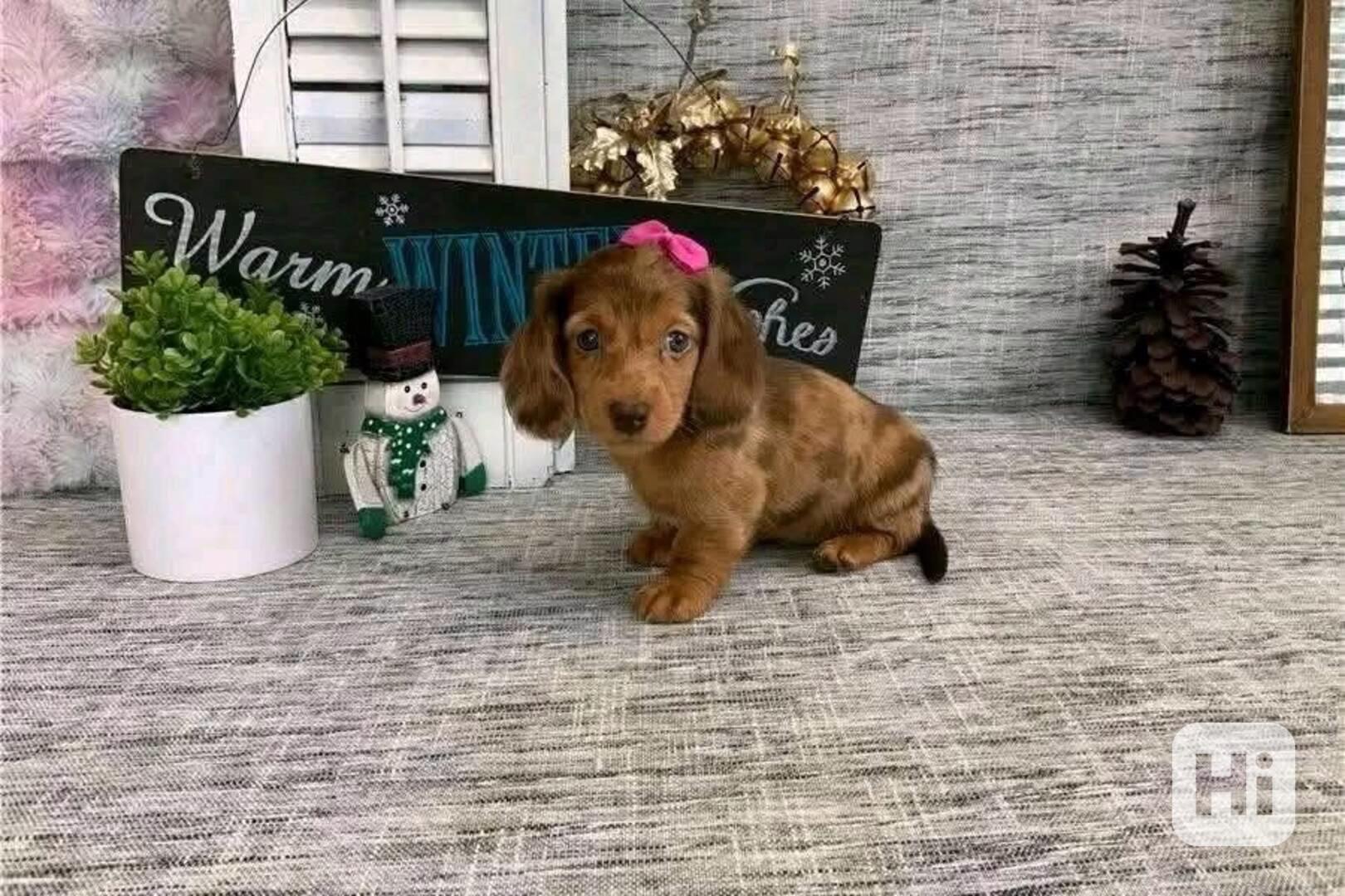 Rodinný společník jezevčíka - foto 1