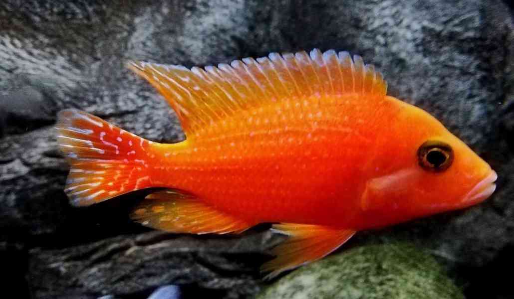 Tlamovci Malawi  - foto 12