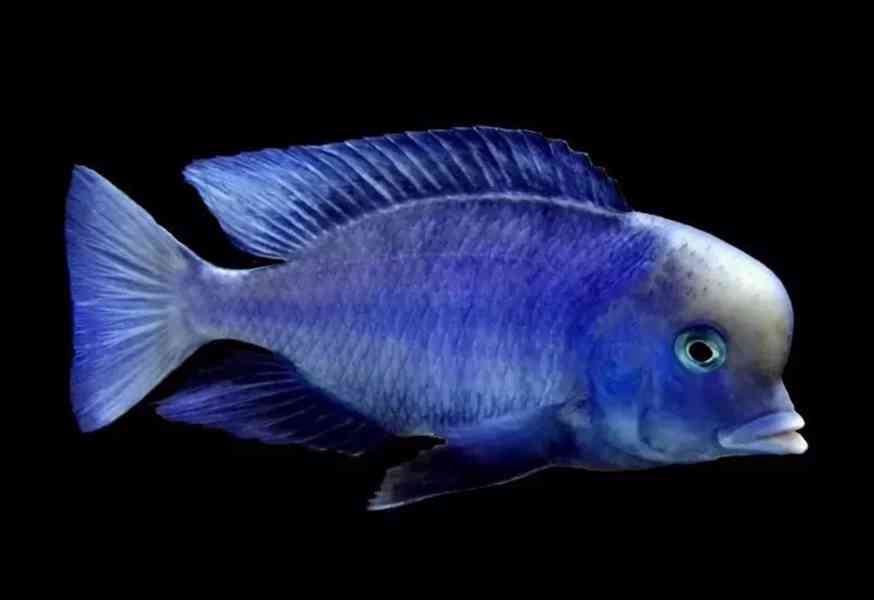 Tlamovci Malawi  - foto 2