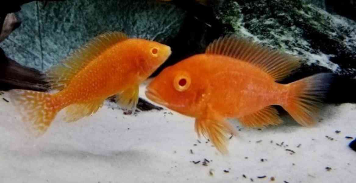 Tlamovci Malawi  - foto 9