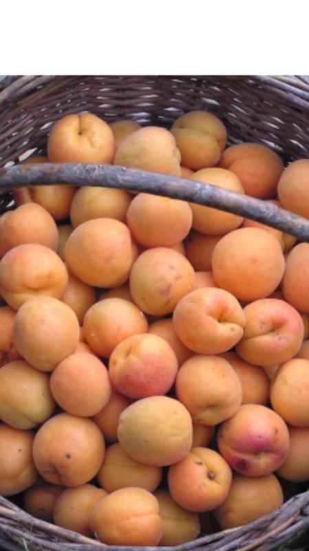 Koupim Merunky (koupené meruňky, kvalitní meruňky, meruňky mají, meruňky přímo) Koupim Merunky