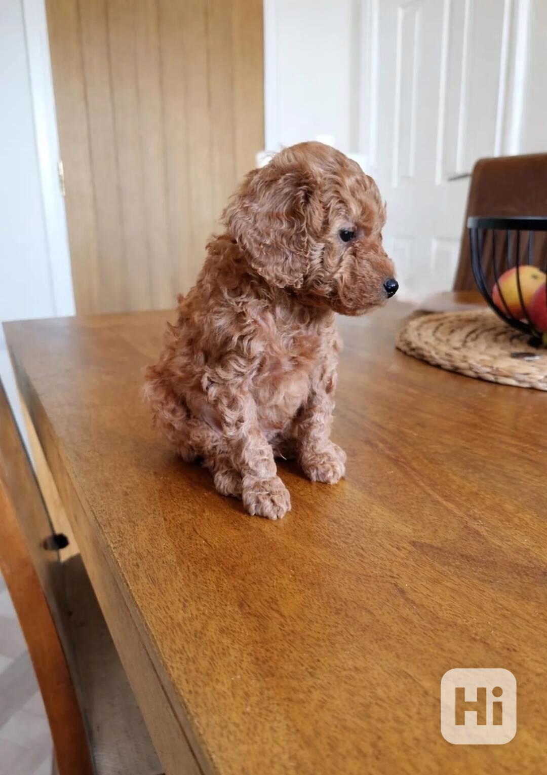 Štěňata toy pudla - foto 1