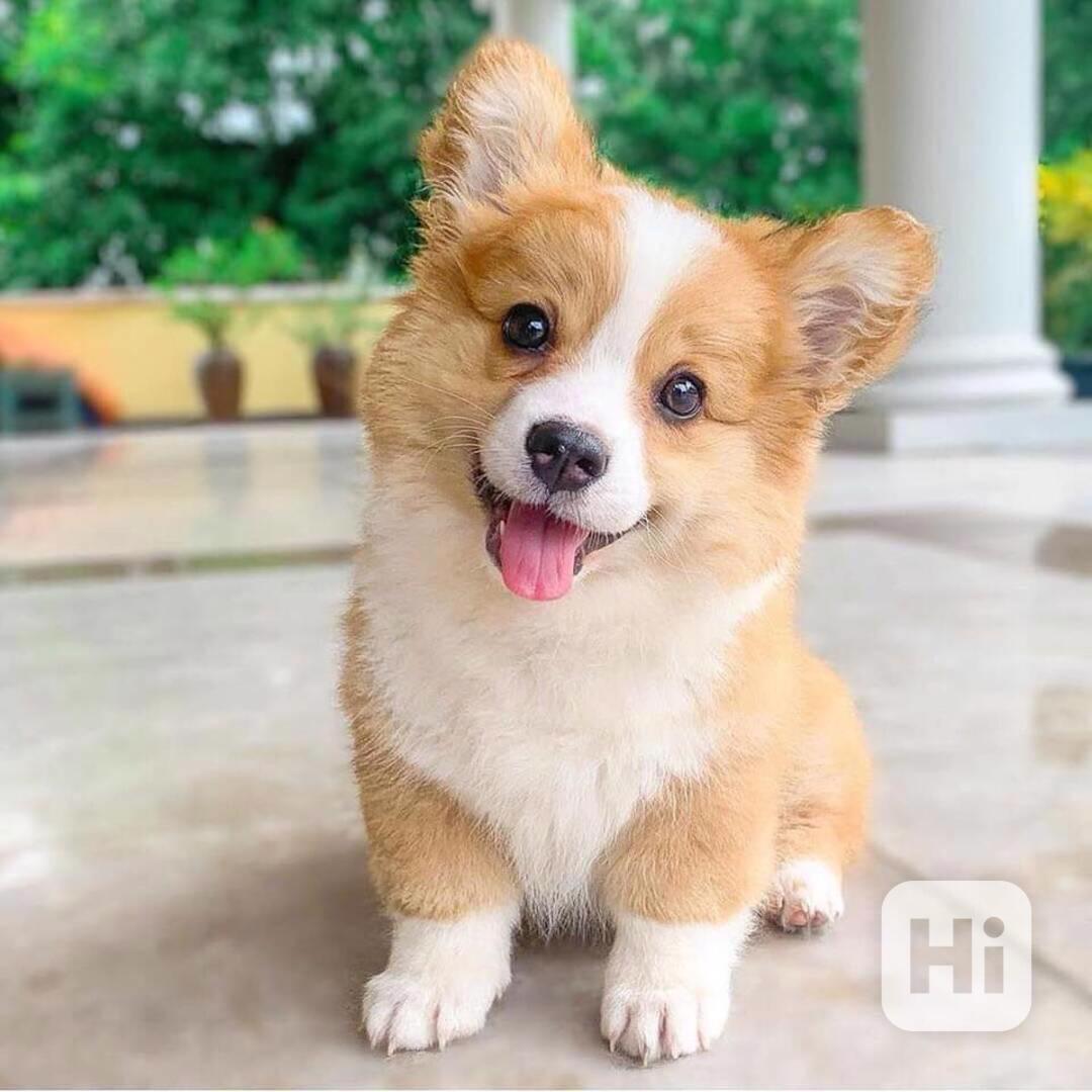 welsh corgi