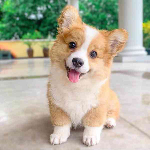 welsh corgi - foto 1