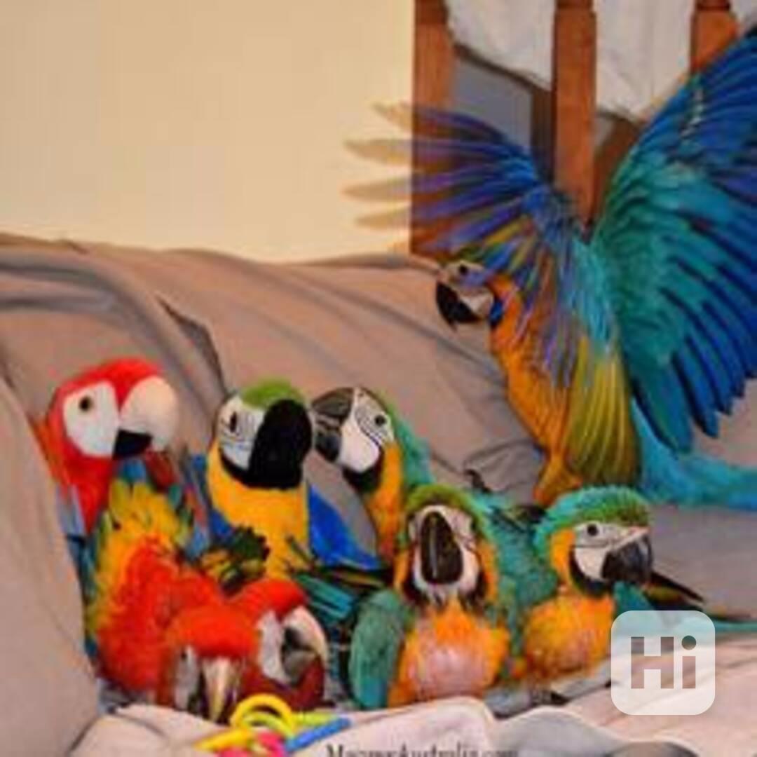 Zdraví papoušci modro-zlatí arové - foto 1
