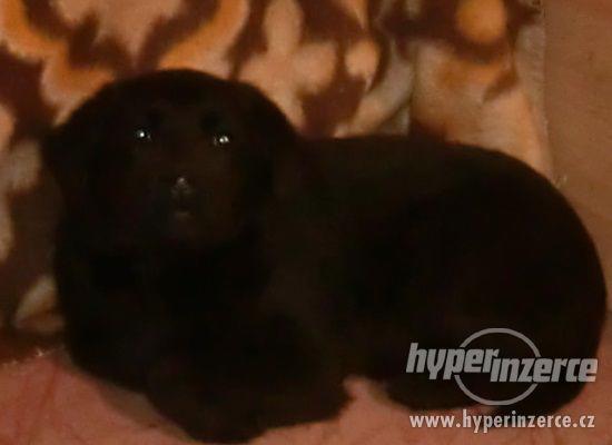Labradorský retrívr s PP černá fenečka - foto 1