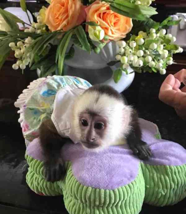 Nádherné miminko kapucínských opic ihned k dispozici - foto 1