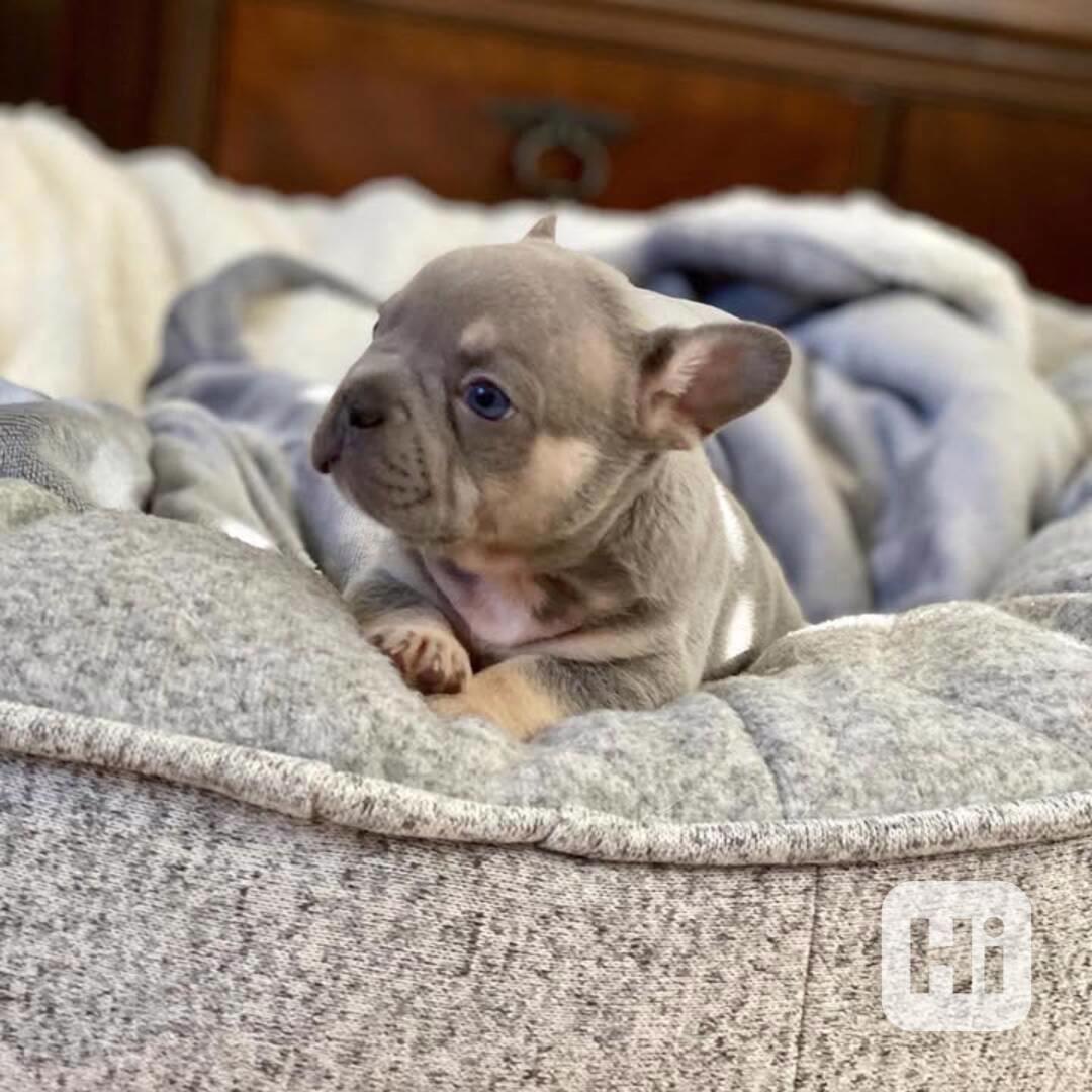 Štěňata francouzského buldočka.   - foto 1