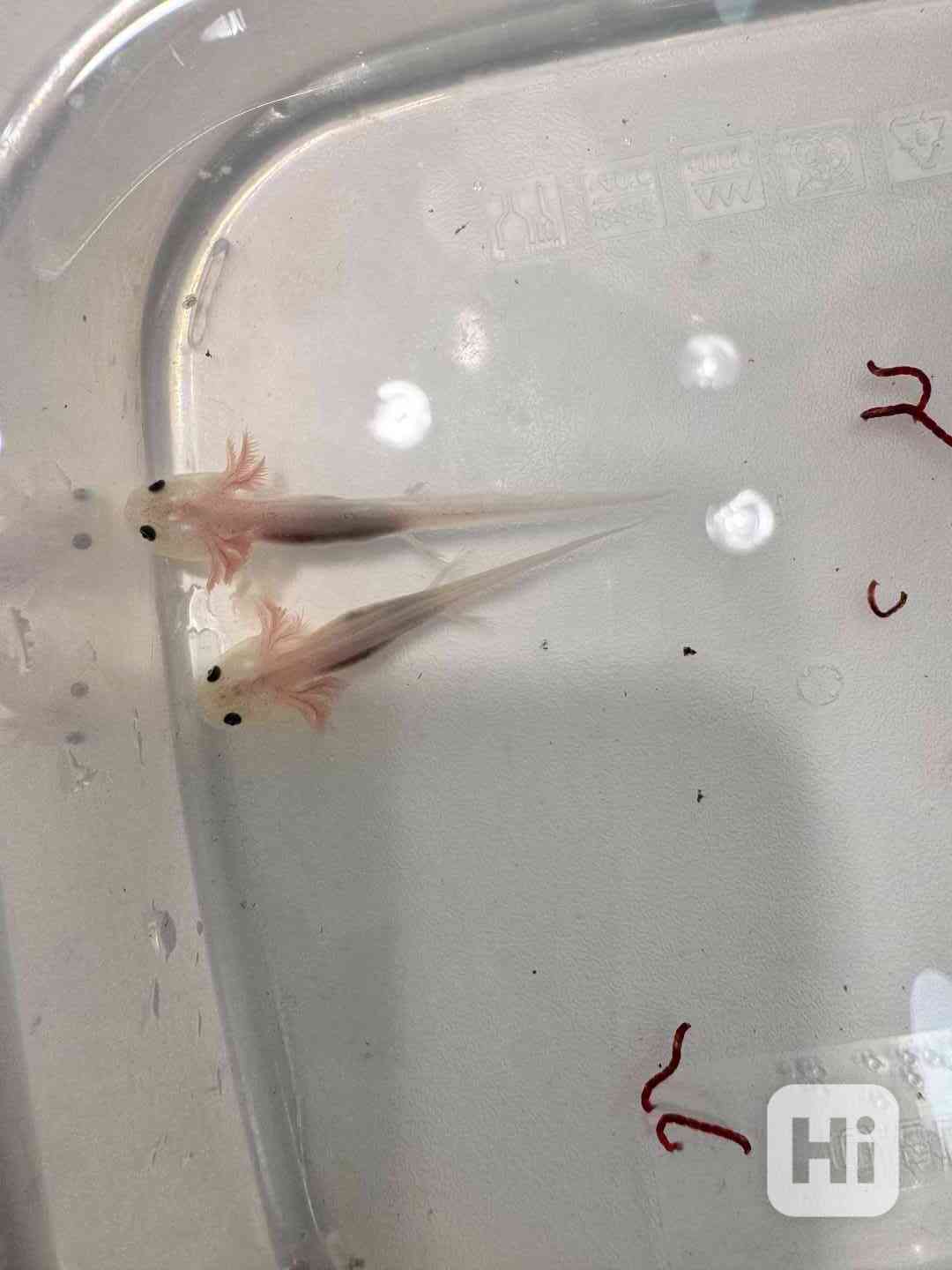 Axolotl mexický - vodní dráček - foto 1