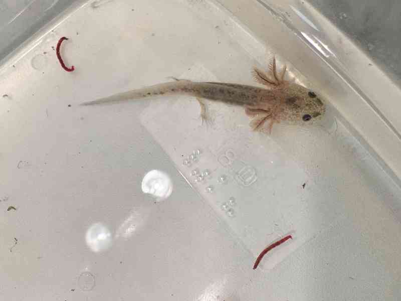 Axolotl mexický - vodní dráček - foto 8