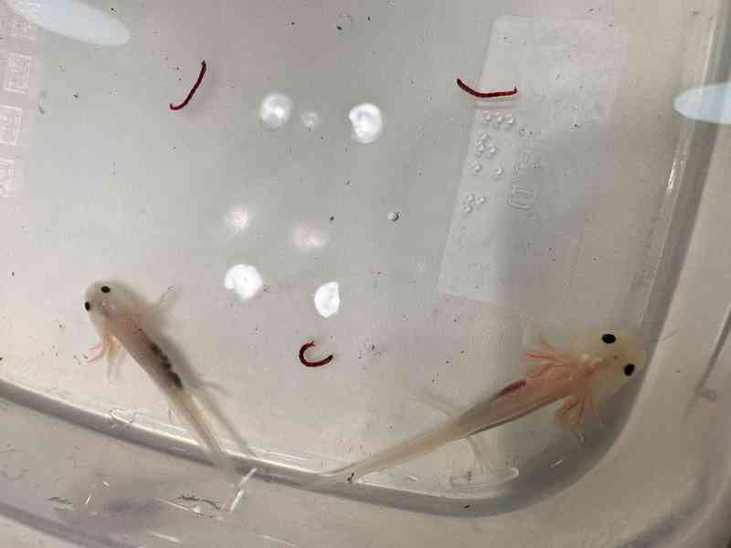 Axolotl mexický - vodní dráček - foto 7