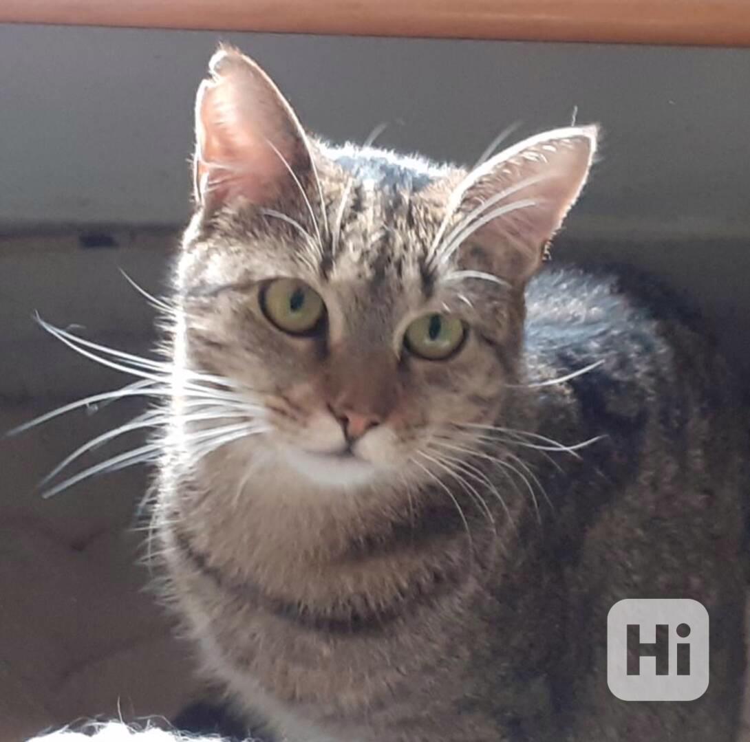 Hodná, hezká plašší 1roční mourinka Líza hledá domov, stejně - foto 1