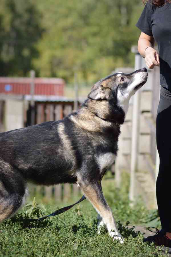 Ejmi - x Severské plemeno, bláznivá pubertální holka - foto 2