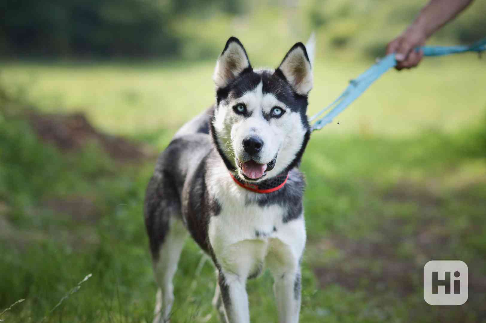 Luna - x Husky, veselá hravá fenka, cca 2 roky - foto 1