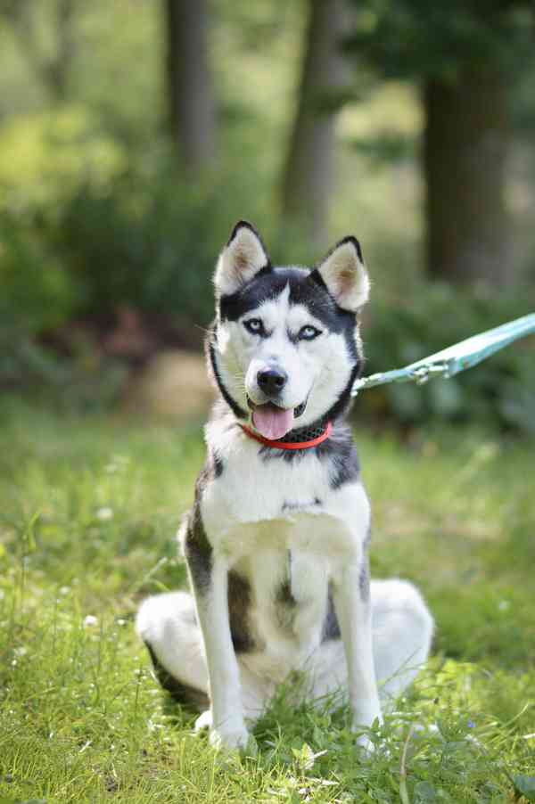 Luna - x Husky, veselá hravá fenka, cca 2 roky - foto 4