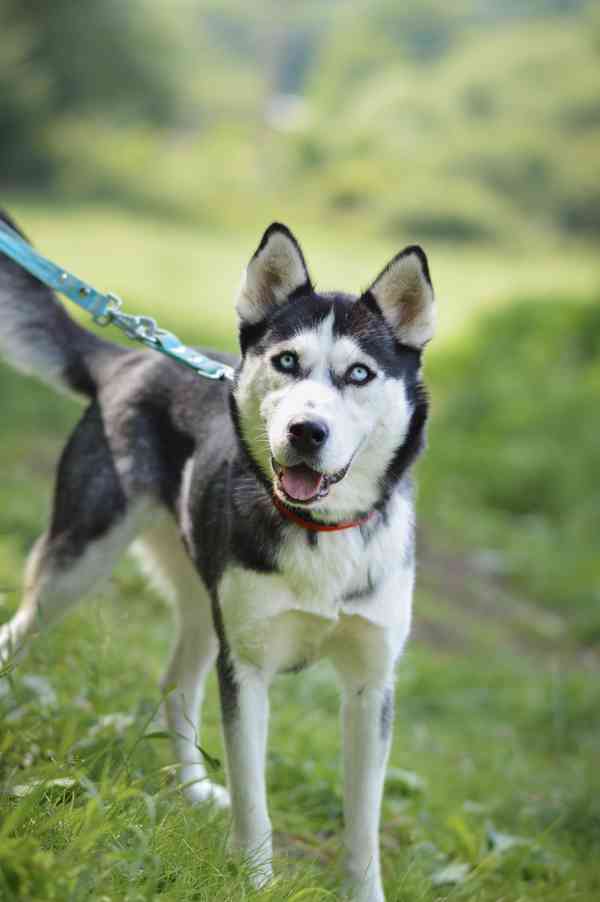 Luna - x Husky, veselá hravá fenka, cca 2 roky - foto 5