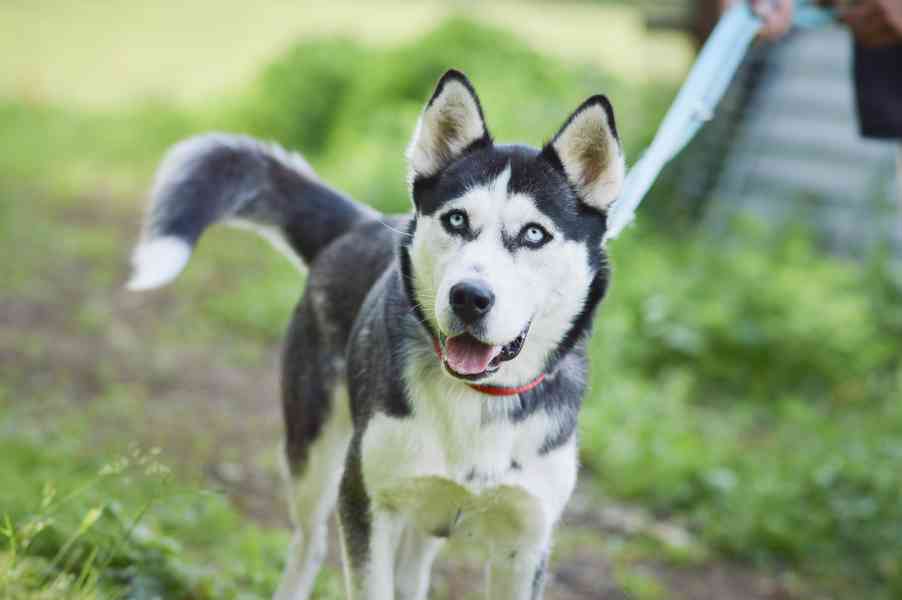 Luna - x Husky, veselá hravá fenka, cca 2 roky - foto 3