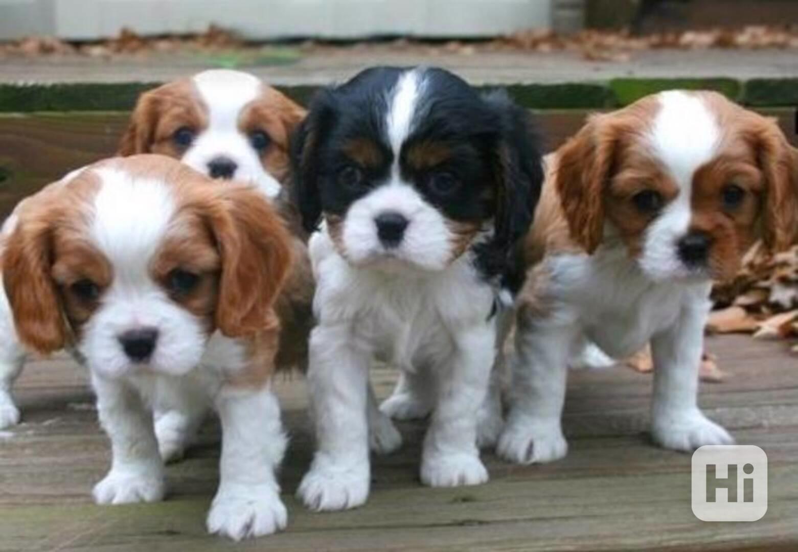 štěňata kavalír King Charles španěl k adopci - foto 1