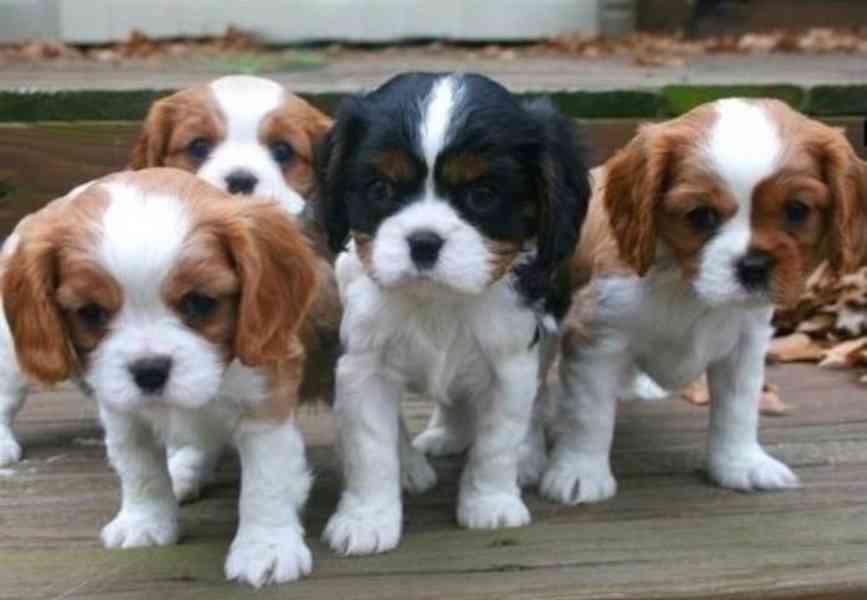 štěňata kavalír King Charles španěl k adopci - foto 1