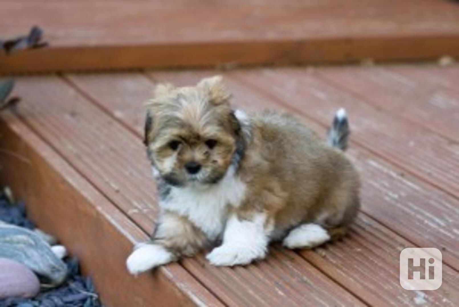 nejroztomilejší štěně Lhasa apso pro re-homing. Lhasa Apso v - foto 1