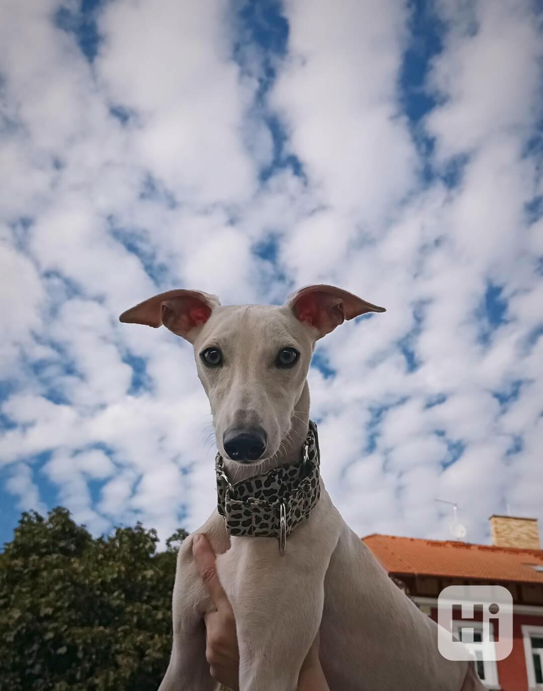 Whippet půlroční pejsek bez PP  - foto 1
