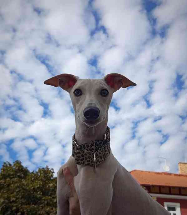 Whippet půlroční pejsek bez PP  - foto 2