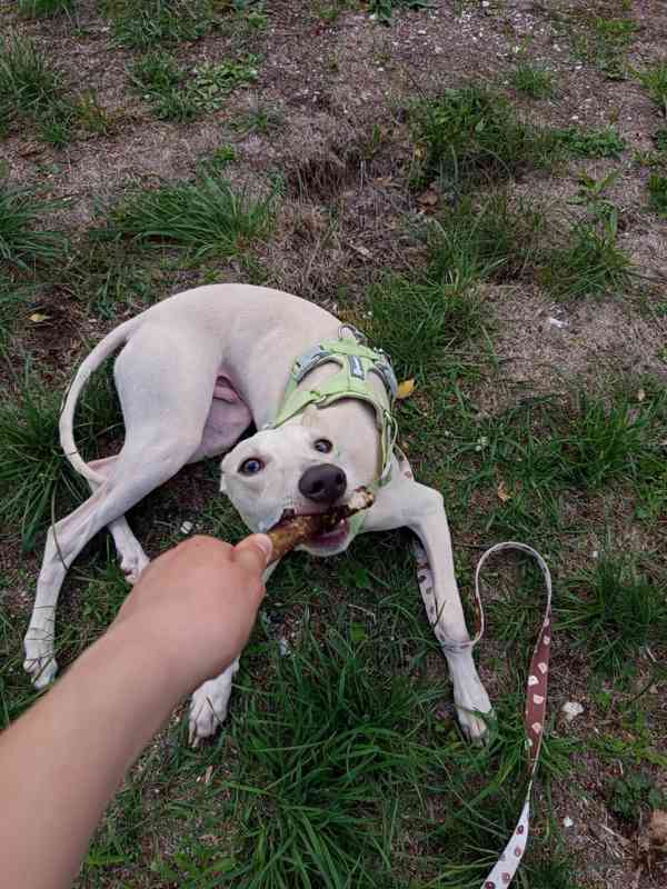 Whippet půlroční pejsek bez PP  - foto 3