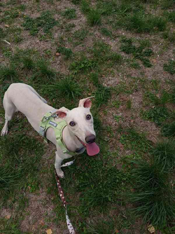 Whippet půlroční pejsek bez PP  - foto 4